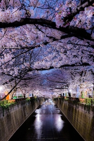 通りを歩きながら楽しむ桜もいいが、左右から枝が折り重なる風景は圧巻＝やまちゃん⋆ ☄︎. ·˚ *さん（@S_Y_yama）提供