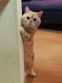 グラス割っちゃった 泣いている飼い主を 心配そうに見つめる猫に19万人がキュン 元気出してって言ってる 神戸新聞next 連載 特集 話題