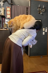 背中とってぇ！」子猫とモフモフ猫に囲まれる奥さんを嫉妬