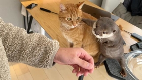 お客さんにかわいい立ち姿で熱烈に出迎えるカワウソさんと少し引き気味の猫ちゃんがTwitter上で話題を集めた（カワウソさくらさん提供）