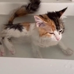気持ちよさそうにお湯につかる子猫の動画がTwitter上で話題を集めた（かにさん提供、Twitterよりキャプチャ撮影）