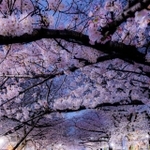 通りを歩きながら楽しむ桜もいいが、左右から枝が折り重なる風景は圧巻＝やまちゃん⋆ ☄︎. ·˚ *さん（@S_Y_yama）提供