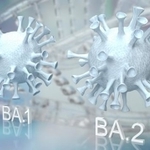 BA.1より感染力も毒性も強いオミクロン「BA.2」（niphon/stock.adobe.com）