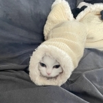新種のツチネコ？服の袖からかわいいお顔をのぞかせる真っ白な子猫がTwitter上で話題に（提供写真）
