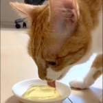 鈴木さんの愛猫・みかんちゃん。コロナ禍のストレスで食欲不振になり、激ヤセしたのが、商品開発のきっかけ