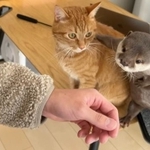 お客さんにかわいい立ち姿で熱烈に出迎えるカワウソさんと少し引き気味の猫ちゃんがTwitter上で話題を集めた（カワウソさくらさん提供）