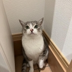 家のドアを開けたら知らない猫が入ってきたというツイートが大きな話題を集めた（ととまるとはんみさん提供）