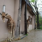 濡れるの嫌なんだもん…（安佐動物公園提供）
