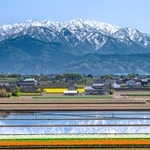 北アルプスを背景に菜の花やチューリップが一面に広がっています
