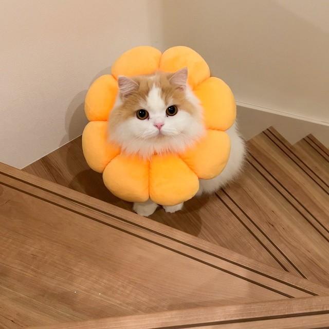 ふわふわ子猫ちゃん♡cuteな三毛猫ちゃん おねんねマット付き