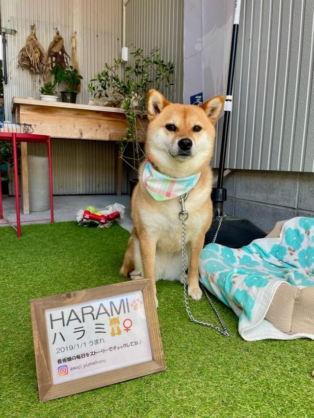 淡路島の看板柴犬 ハラミちゃんが人気 人懐っこく 看板犬になるべくして生まれた 神戸新聞next 連載 特集 話題