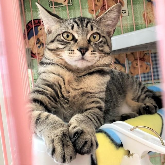 人慣れしていない姿に この子も可愛いですね 家族の真摯な思いと 変わらない日々 が 怯える猫の心を開いた 神戸新聞next 連載 特集 話題