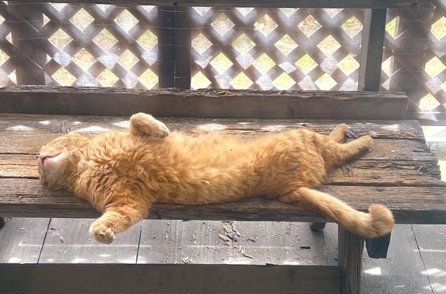 落ちる直前の茶トラ猫（ソレイユさん提供）