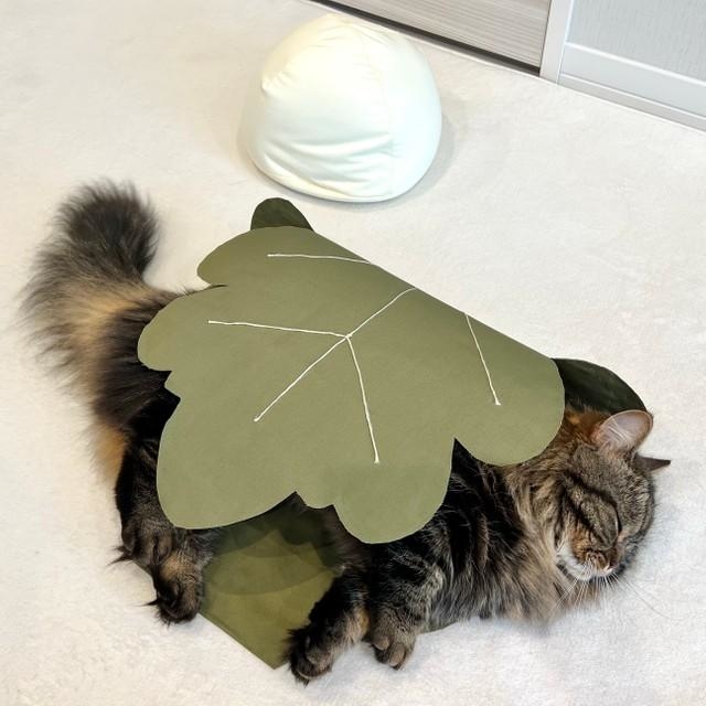 猫に人気の観葉植物 のせ猫 x 葉っぱ Leaves and cat - YouTube