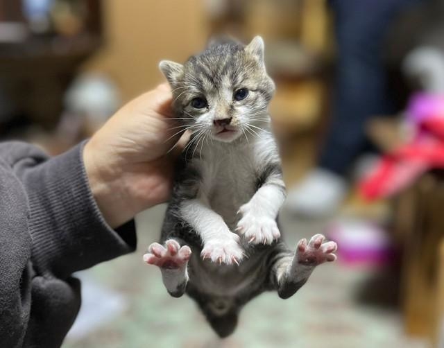 救助された直後の子猫（提供画像）