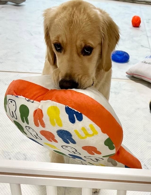 上目遣いで「心配なの・・・大丈夫？」と語りかける＝ぷぅちゃんねる♡ゴールデンレトリバーさん（@pu_channeldesu）提供