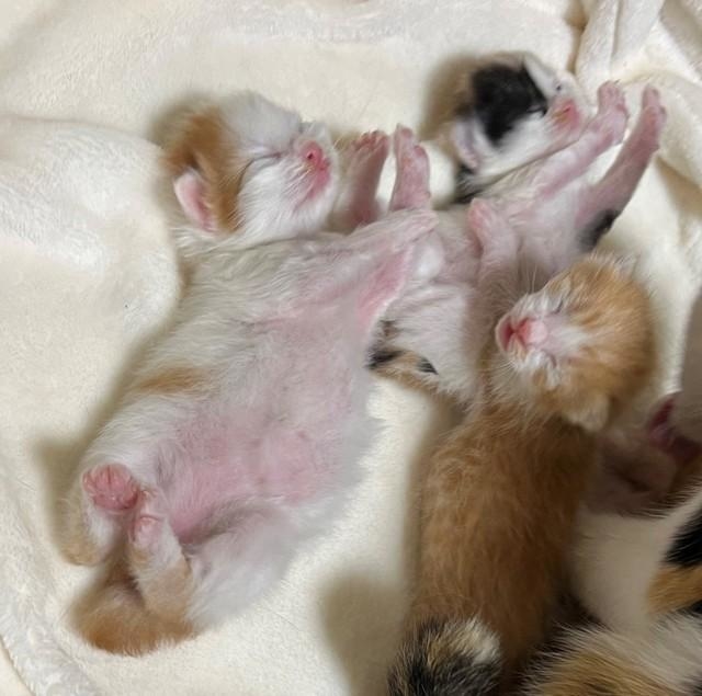 盆踊り風にお手てを斜め上に挙げる子猫ちゃん2匹の写真がTwitter上で話題になった（ジルさん提供）