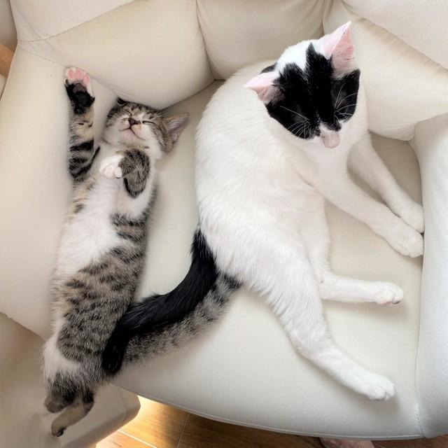 あらあら、お母さんの仕事用の椅子が占領されちゃいました