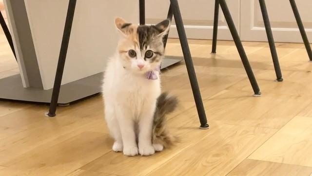 ルンバを見てビビる子猫のうなぎちゃん＝ぽてこゆこめ+うなさん（@potechi_nikki）提供