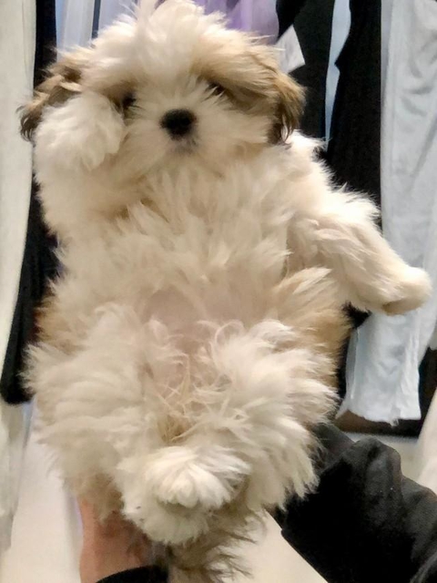 片方のお手てをあげて「招き犬」ポーズを決める白い子犬がTwitter上で話題を集めた（提供写真）