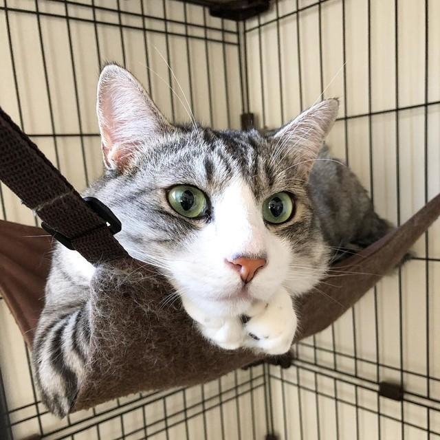 ハンモックでまったりくつろぐ