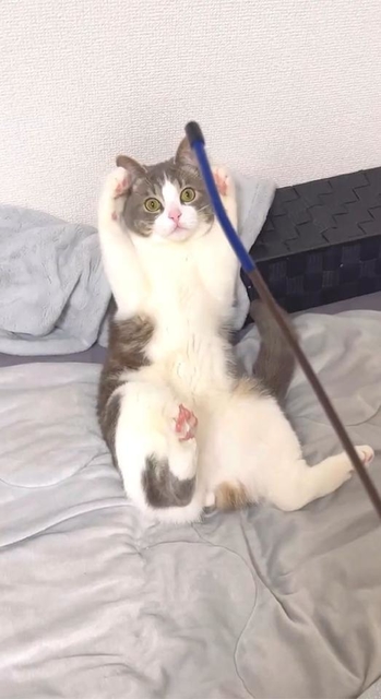 「（飼い主さんと棒で遊んでいたのに）何が起こったのかわからないニャ…」（動画よりキャプチャ、画像提供／ﾈｺﾁｬﾝがいる!!!さん）