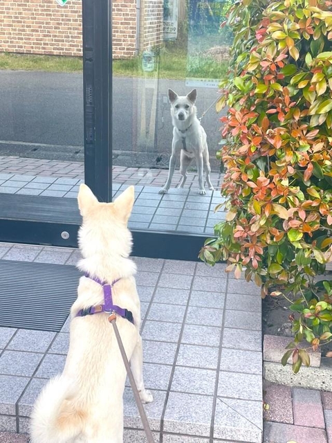 ガラスに映った自分の姿を見つめるワンちゃんがTwitter上で話題になった（スシアザラシさん提供）