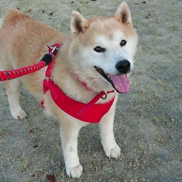 元気だった頃の久太郎くん