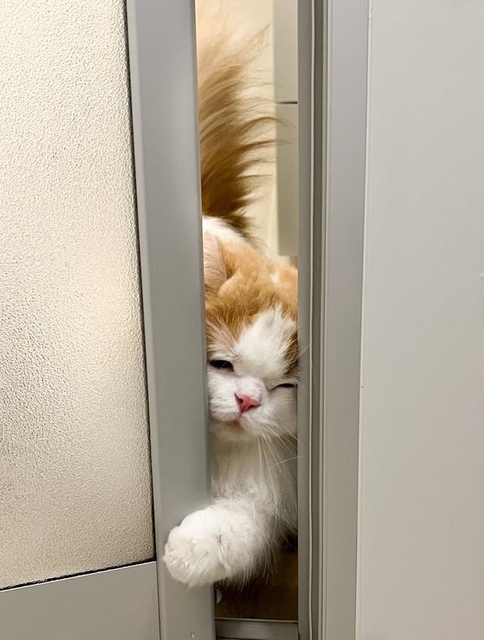 飼い主さんとお風呂に一緒に入りたくて、必死にドアを顔でこじ開ける猫が話題になった（提供写真）