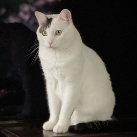 品格が感じられる猫、蘭丸くん