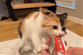 ちゅ～るを袋ごとかみつくイカ耳の子猫がTwitter上で話題を呼んだ（「ぽてこゆこめ+うな」さん提供、Twitterよりキャプチャ撮影）