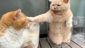 子猫ちゃんに激オコのモフモフ猫ちゃんがTwitter上で注目を集めた（「みかんとじろうさんち」さん提供）