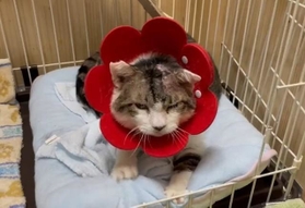 頭蓋骨を割られ瀕死の状態から奇跡的に回復した保護猫。フミフミする動画がTwitter上で話題になった（ジオラマ食堂さん提供、Twitterよりキャプチャ撮影）