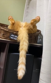 しっぽだら～んお股おっぴろげの茶トラ猫の写真がTwitter上で話題になった（提供写真）