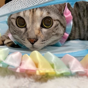 カラー用のリボンで遊ぶ