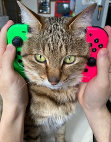 Twitter上で話題を集めたニャンテンドースイッチ（提供写真）