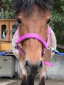 妊娠が発覚したのぞみちゃん