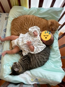 2匹の猫ちゃんに挟まれて眠る赤ちゃんがTwitter上で話題になった（提供写真）
