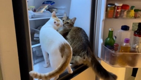 冷蔵庫の扉を開けたら飛んできてチューをする猫ちゃんたちの写真がTwitter上で話題を集めた（提供写真）