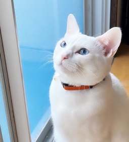 今日のお天気はどうかな？窓を開けてもらうのを待つみりみりちゃん