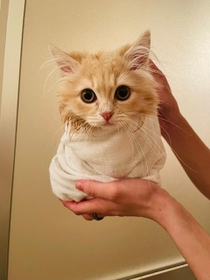 お風呂上がりにタオルを巻かれておくるみ状態になった子猫が話題を集めた（提供写真）