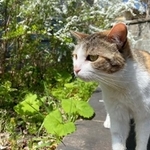 犬猫は、人間よりもかなり低い、床や地面に近いところで生活しています