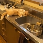 キッチンの上でへそ天寝している子猫ちゃんの動画がTwitter上で話題になった（「みかんとじろうさんち」さん提供、Twitterよりキャプチャ撮影）