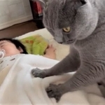 赤ちゃんのお腹をフミフミする猫ちゃんが大きな話題を呼んだ（「ｼｬﾙﾄﾘｭｰのちろ」さんの提供、Twitterよりキャプチャ撮影）