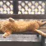 落ちる直前の茶トラ猫（ソレイユさん提供）