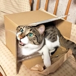 箱、大好き！=まりてつ(@marie_mamachan)さん提供