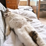 ソファで足を投げ出して大の字に寝る猫ちゃんの姿が話題になりました。人、入ってる？（土肥さん提供）