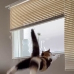 テーブルから窓際に向かってジャンプしたものの、うまくいかず落ちてしまった子猫の動画がTwitter上で大きな話題になった（「おあげ」さん提供、Twitterよりキャプチャ撮影）