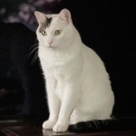 品格が感じられる猫、蘭丸くん