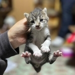 救助された直後の子猫（提供画像）
